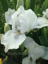 Iris Frosted Angel